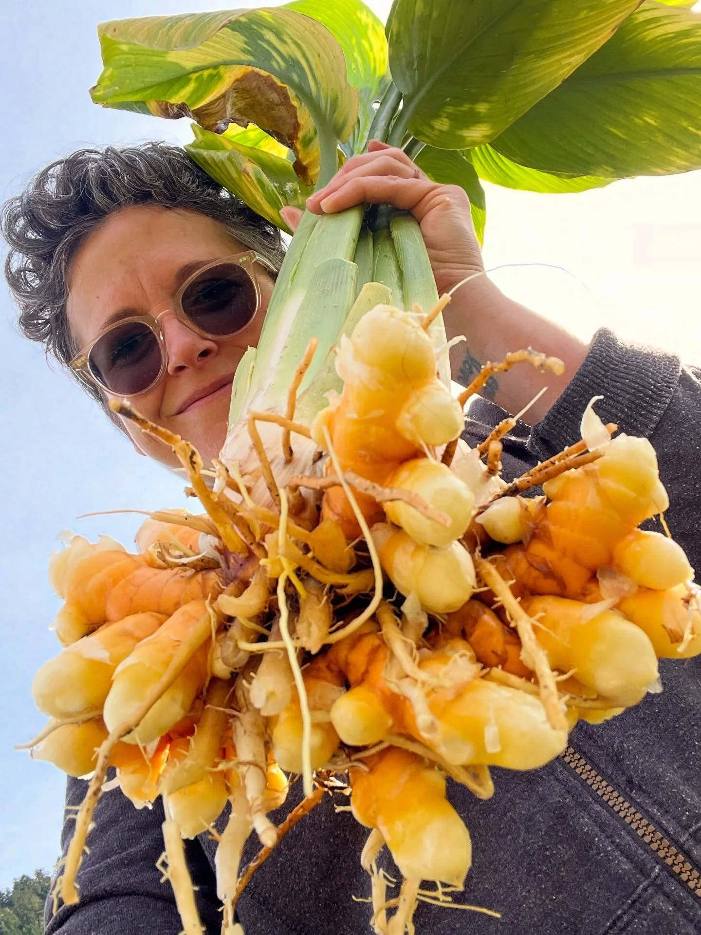 FRESH TURMERIC is joining the full-on fall harvest list this week! it always takes at least a month longer than the ginger to size up, even though we started the rhizomes at the same time alllll the way back in february! by now most folks are aware o