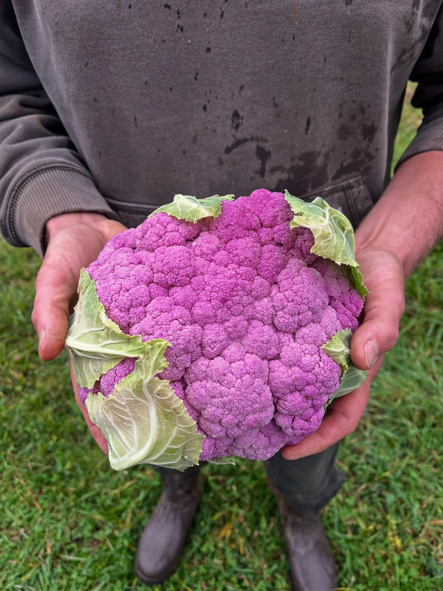 these LAVENDER CAULIFLOWER crowns were unexpectedly wrapped up tight in outer leaves this season, so the first heads went unnoticed (and got big!) until @colep1203 spotted one with his eagle eye! 🦅 and thank goodness because now we can bring these p