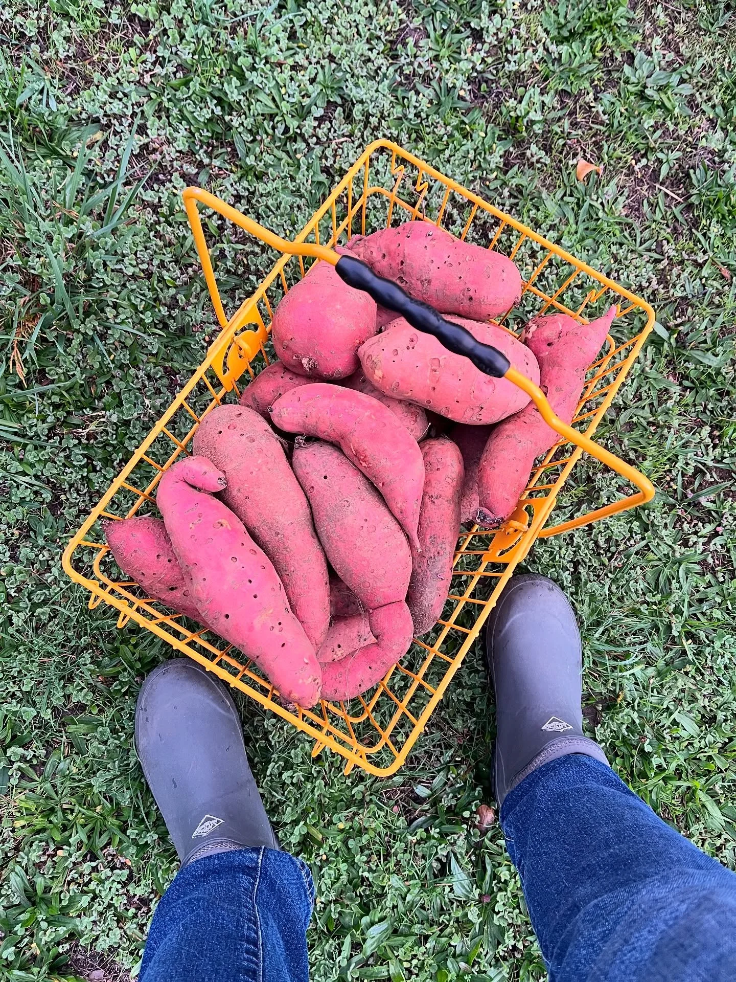 SWEET PATOOTIES IN DA HOUSE!!!
the time has come to bring to market the most prized tuber of the holiday season! we&rsquo;re back to growing the classic orange-fleshed type that evokes creature comforts and fond food memories! come one, come all to @