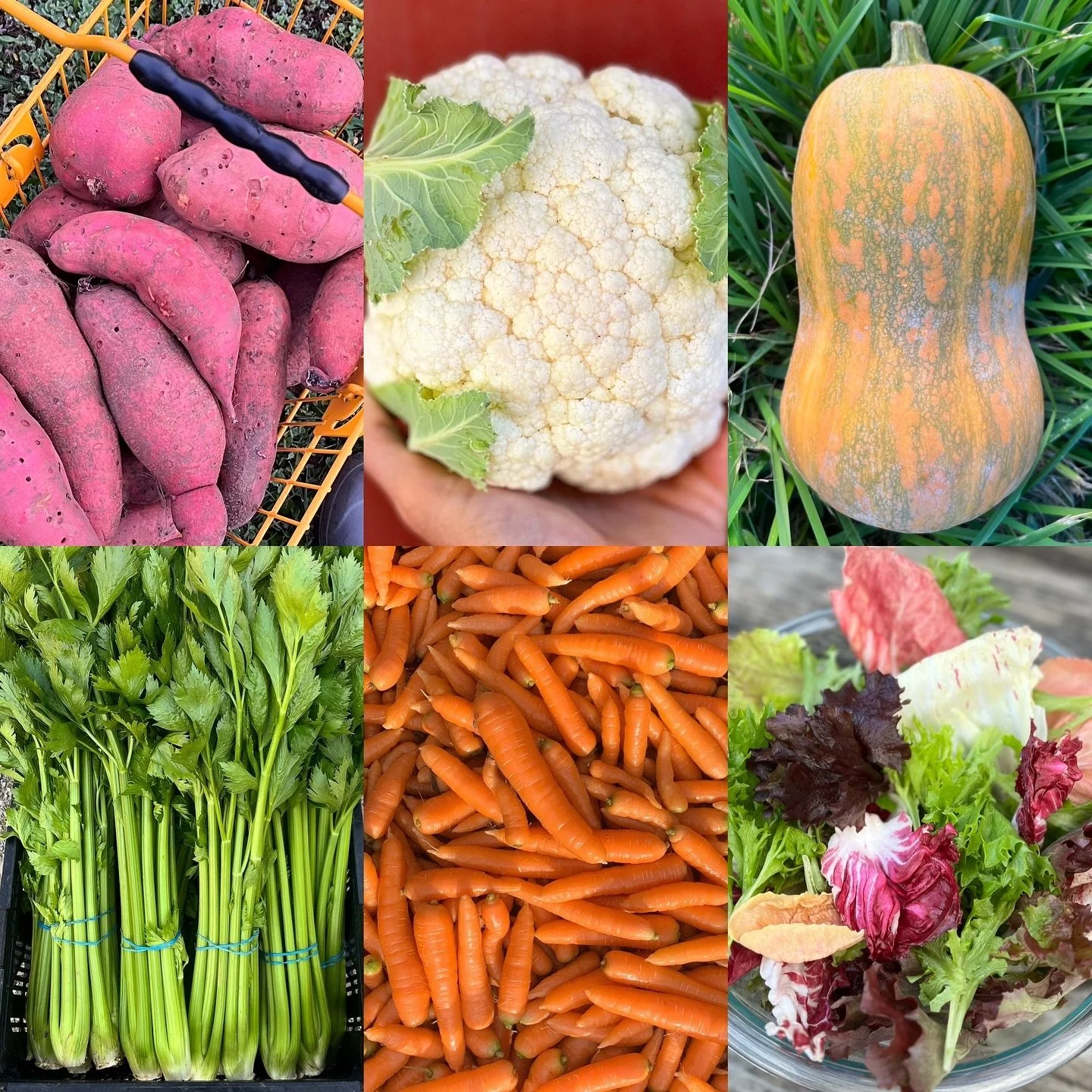 hiya south county! it&rsquo;s been a while! apologies for being out of touch&mdash;we&rsquo;ve been busy beavers cleaning up the farm for the season while also hauling in all of the fall storage crops! even still matt&rsquo;s making a guest appearanc