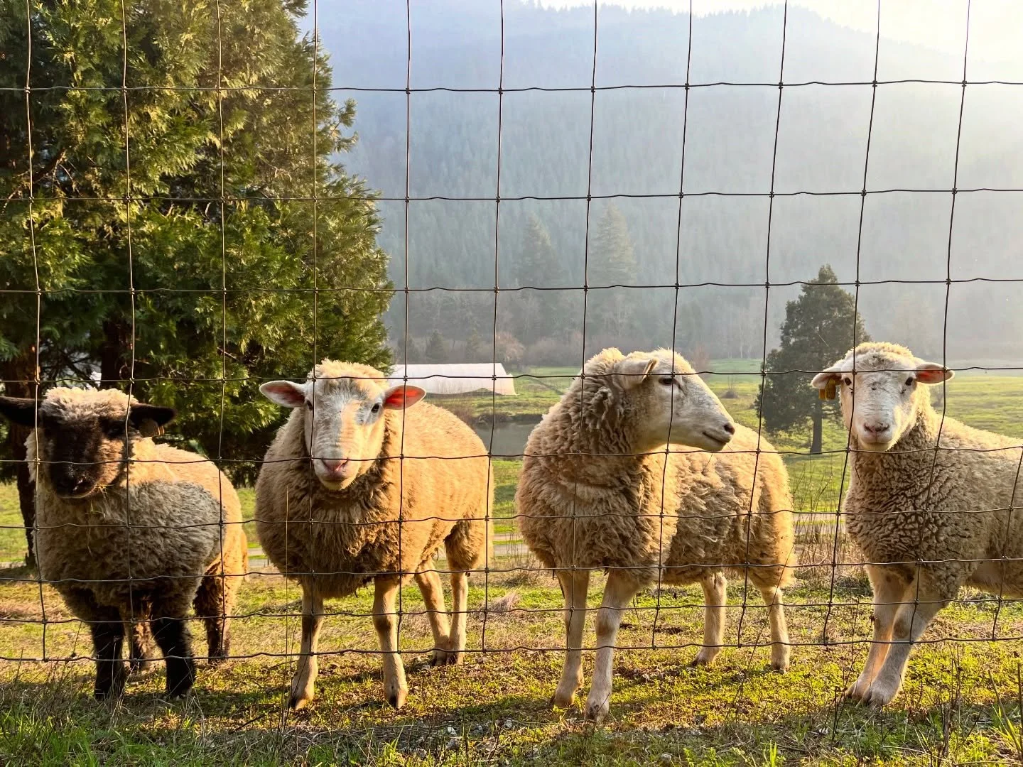 we don&rsquo;t talk about this much&hellip;

as vegetable farmers, and especially with lucie being a lifelong vegetarian, we have tender feelings about raising animals for meat production. but, when it&rsquo;s done thoughtfully and responsibly, anima