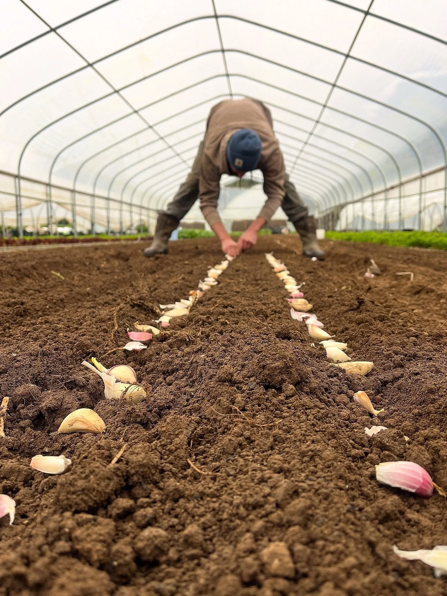 we finally got our green garlic tucked in to the high tunnel today! a little later than usual but, even still, we&rsquo;ll have delectable scallion-sized mild garlic shoots to bring to market by late april/may. high-density planting lets us make the 
