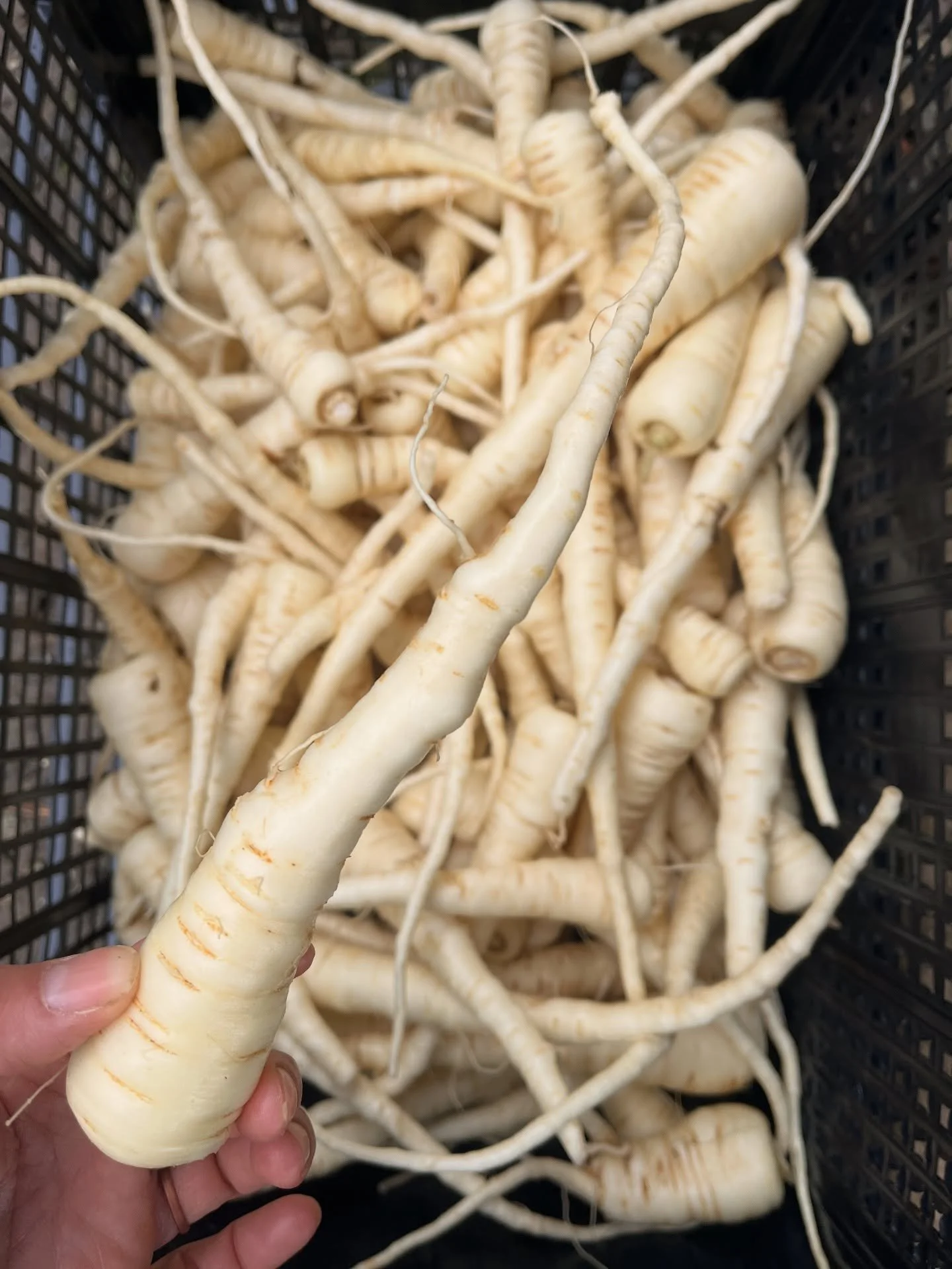 as it turns out PARSNIPS are a tough root crop to grow in our microclimate! we&rsquo;ve tried for the past three seasons, shifting seeding dates earlier and earlier, and have yet to glean a bumper crop, so these babies are considered a precious commo