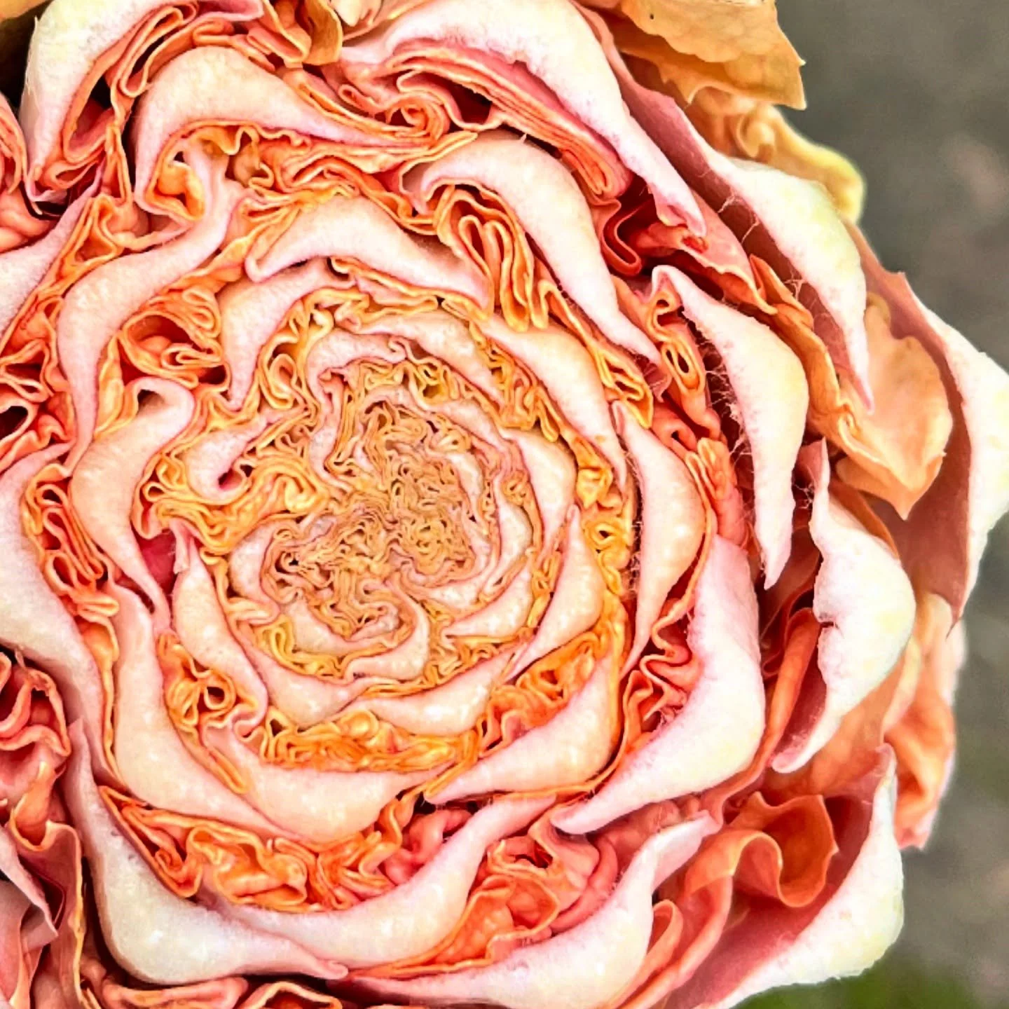 forever dazzled by nature 🤩 may you relish this crossection of a verosa radicchio as much as we do 🩷

it&rsquo;s cold, but clear! so you&rsquo;ll see us again tomorrow @umpquavalleyfarmersmarket from 9am-1pm! stock up on salad and ferments (sauerr&