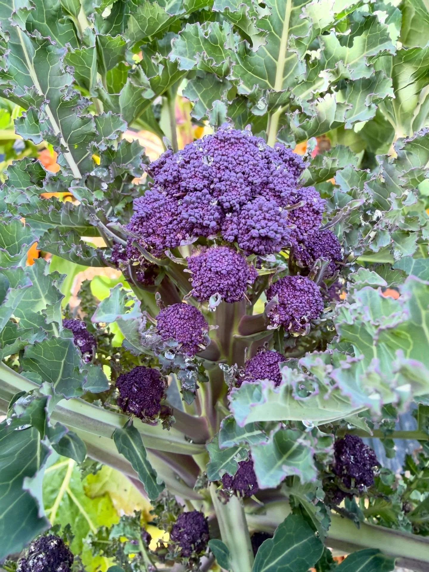howdy strangers! we&rsquo;ve unearthed some good news for you! we&rsquo;ll be returning to
@umpquavalleyfarmersmarket a week earlier than anticipated because mother nature&rsquo;s whims always exceed our own! thanks to this PURPLE SPROUTING BROCCOLI,