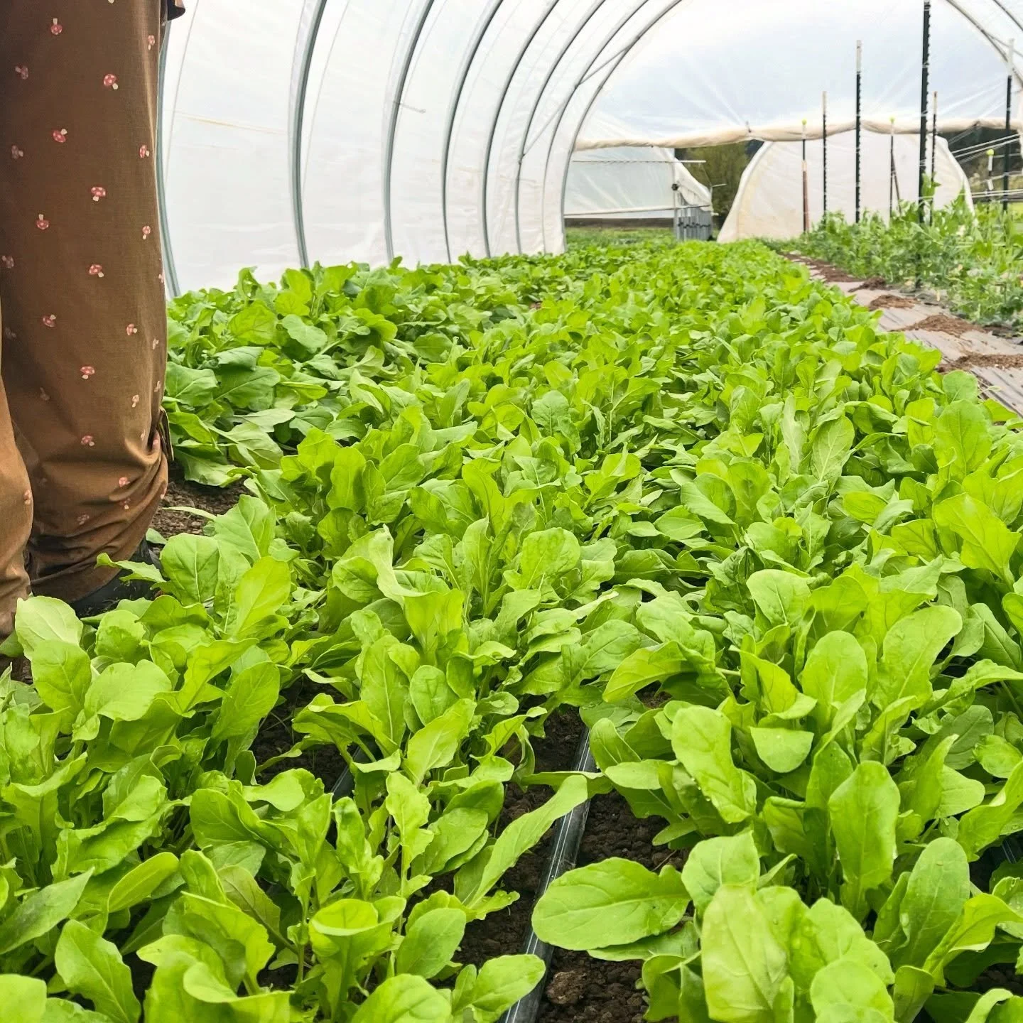 just in case you were on a spring break adventure last weekend and missed us&mdash;we&rsquo;re back @umpquavalleyfarmersmarket for good (or until next winter anyway), so come see us tomorrow from 9am-1pm!

be sure to secure yourselves some of this lu