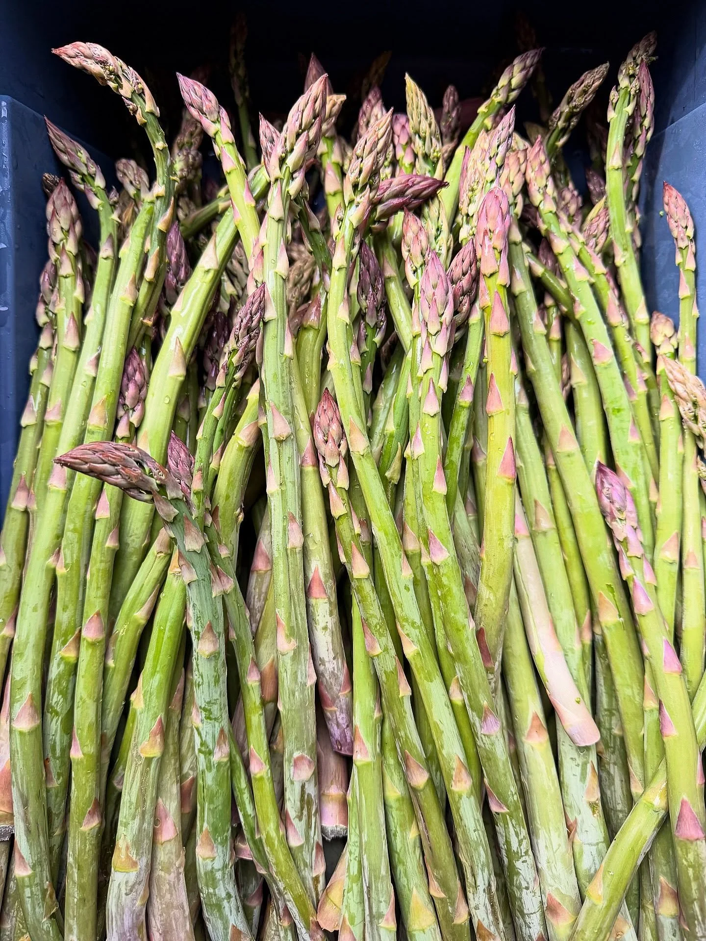 GUS SEASON IS UPON US!!
we love this time of year for a lot of reasons, but especially because we get to welcome back our favorite perennial crop&mdash;asparagus! we planted 225 feet from seed a few years ago now and the stand is simply thriving! did