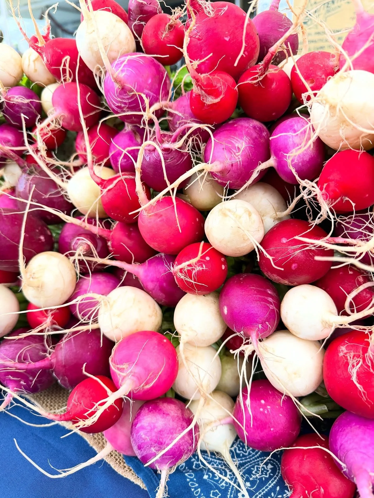 our EASTER EGG RADISHES are sure to bring you bright sparks of joy! juicy-sweet with just a touch of heat 😛 come get bunches of these crunchy spring snackers @umpquavalleyfarmersmarket tomorrow from 9am-1pm!

the early greenhouse crop of BOK CHOY is