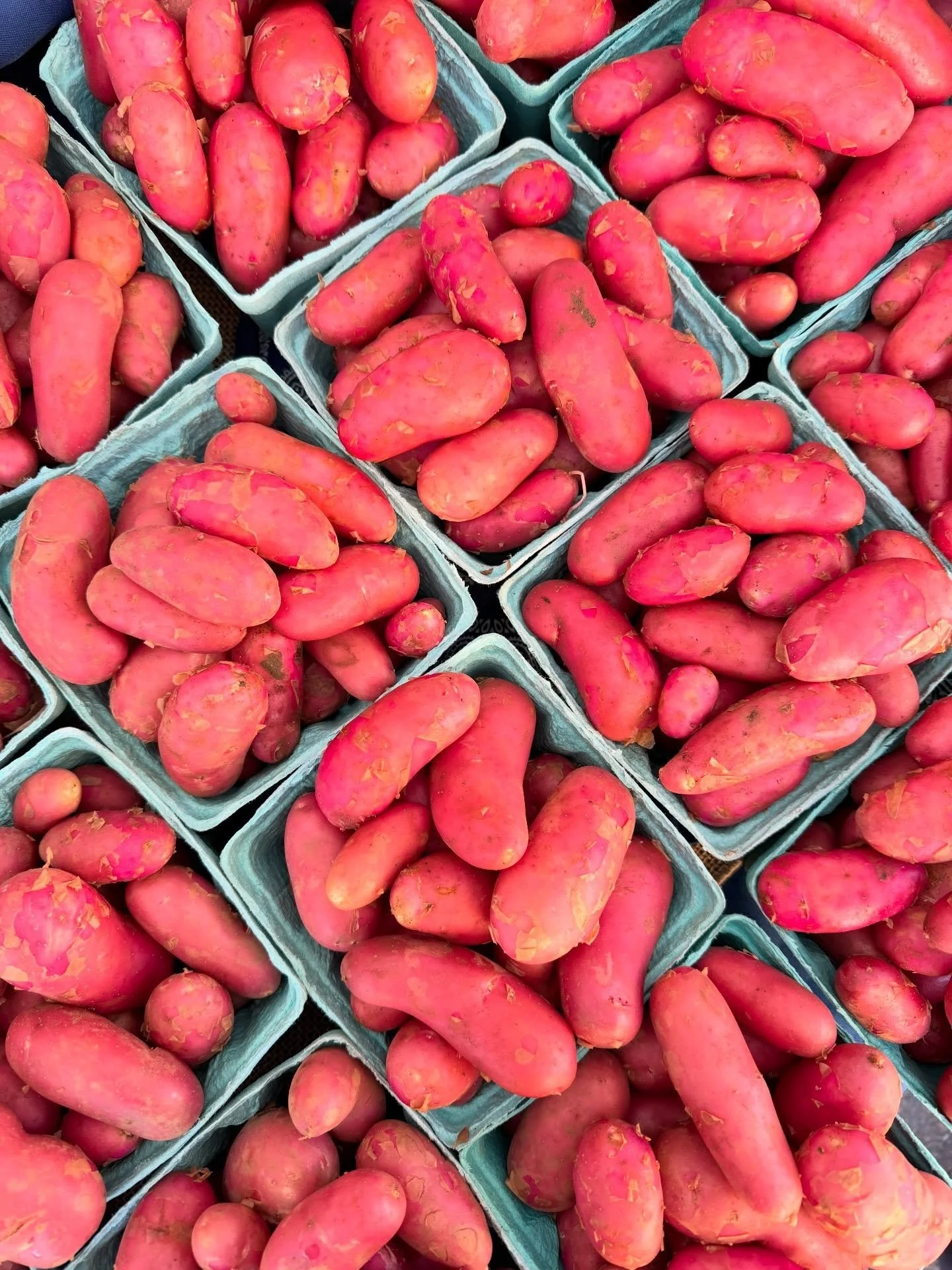 FRENCH FINGERLINGS are quite possibly our favorite new potato. that&rsquo;s why we reserve 200ft of tunnel space to plant an early crop each january, so we can have these melt-in-your-mouth magenta-skinned spuds as a substantial offering to help spur
