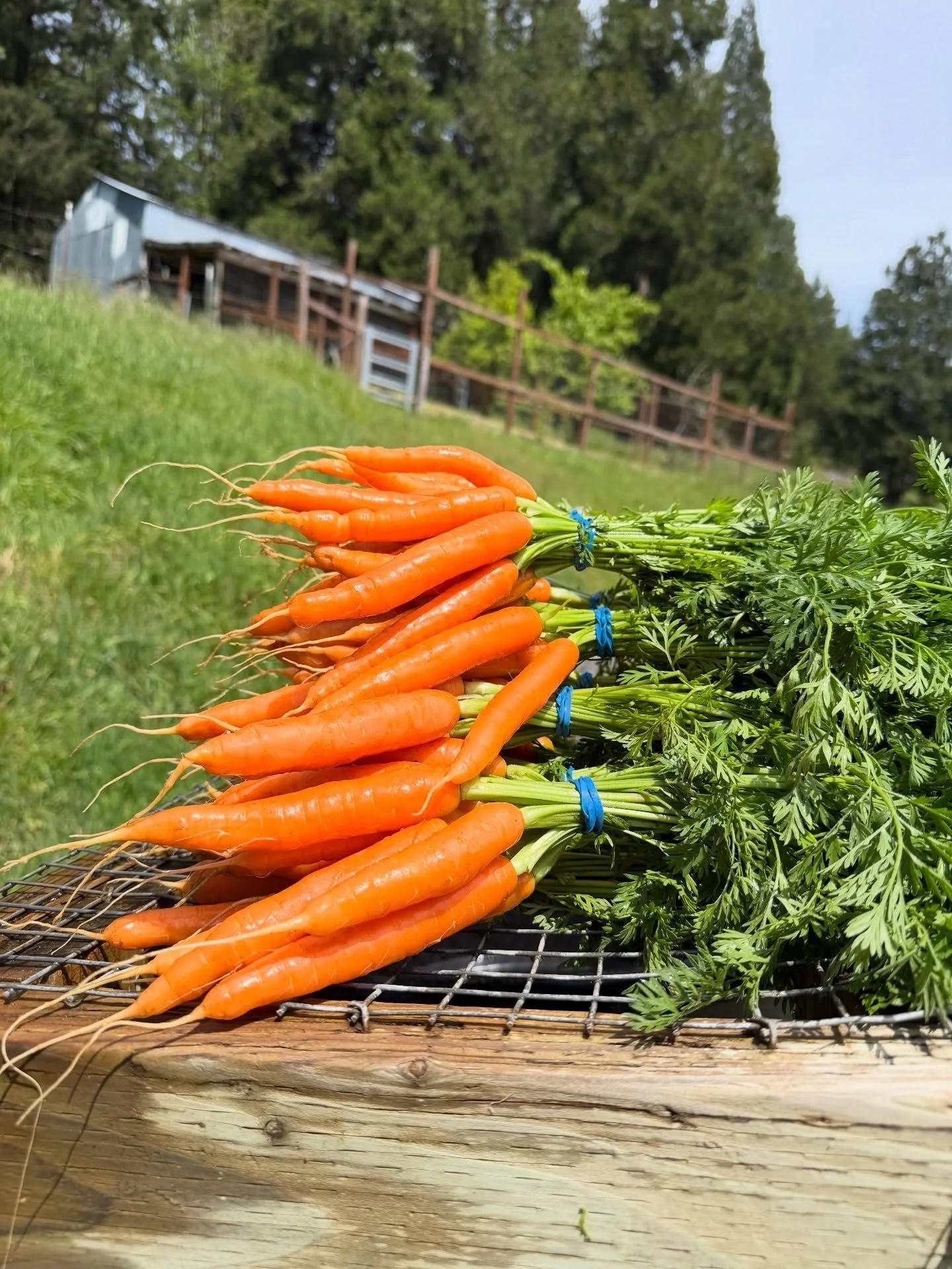 HF CARROTS ARE BACK!!!
what can we say? our soil grows remarkable carrots and we&rsquo;re not mad about it.

we currently have 2,000 row feet planted and we&rsquo;re still seeding away! matt&rsquo;s plan is to have them consistently at market for the