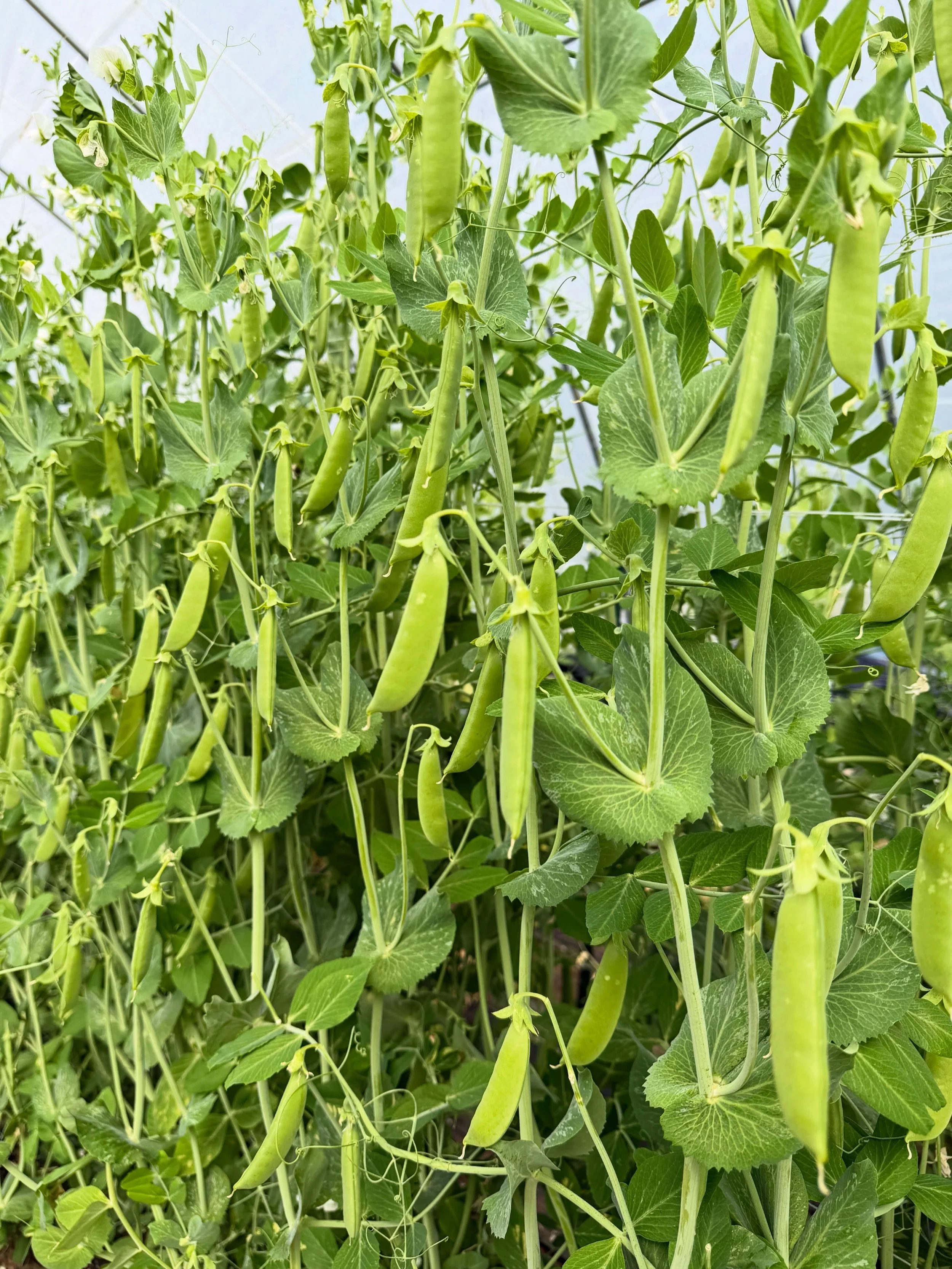 PEAS ✌️ &amp; JOY 🫛 
how can these super sugar snaps not bring utter happiness to your life?! we&rsquo;re always thrilled to have them grace the market table for their short, late-spring window of time. the warm-trending weather stands to threaten t