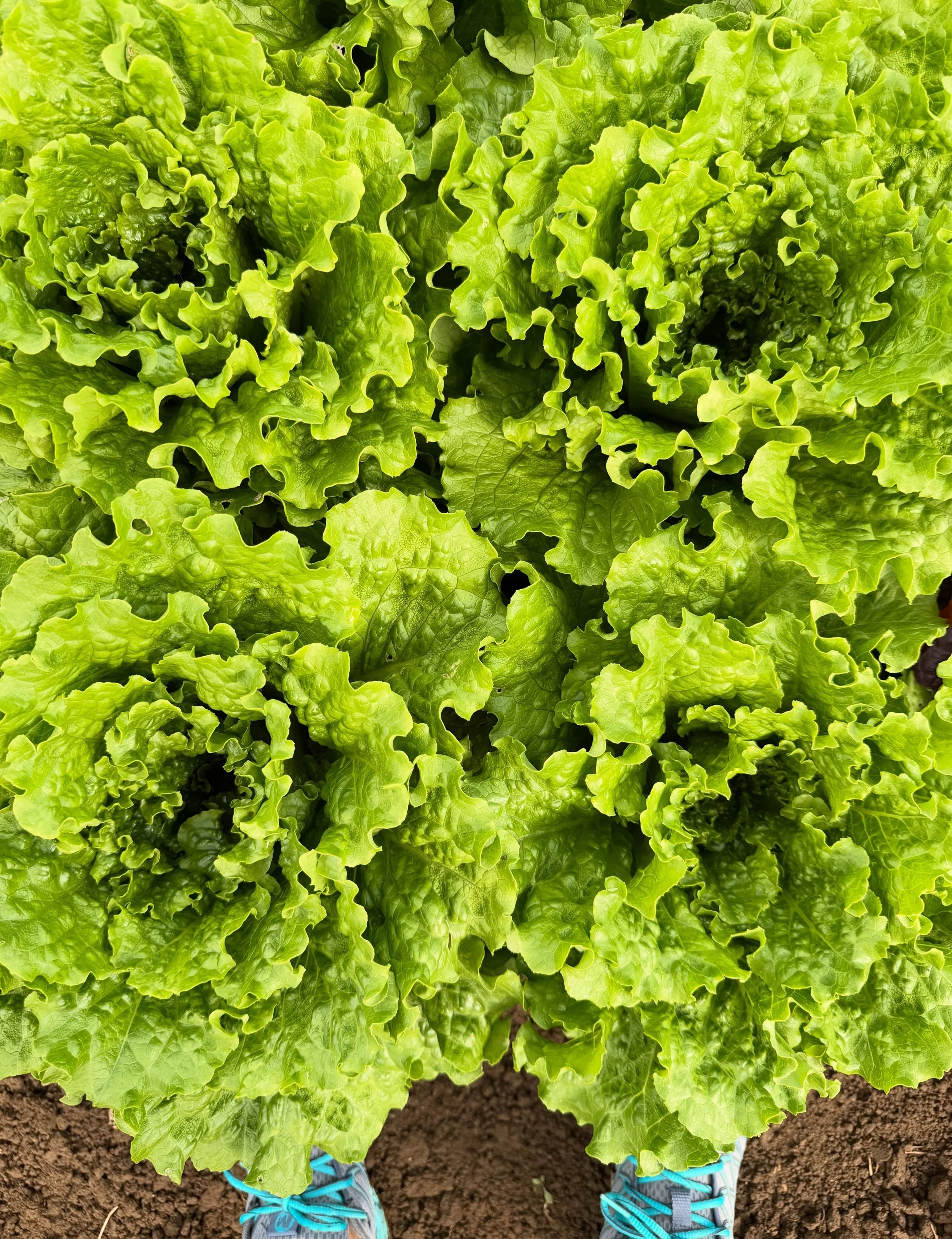 GREEN LEAF LETTUCE
we know we said we were going to try and bring little gems to market each week, but the dang slugs decided otherwise 😤 while we wait for the next batch to size up, we have a decent stand-in option for you... we&rsquo;re trying out