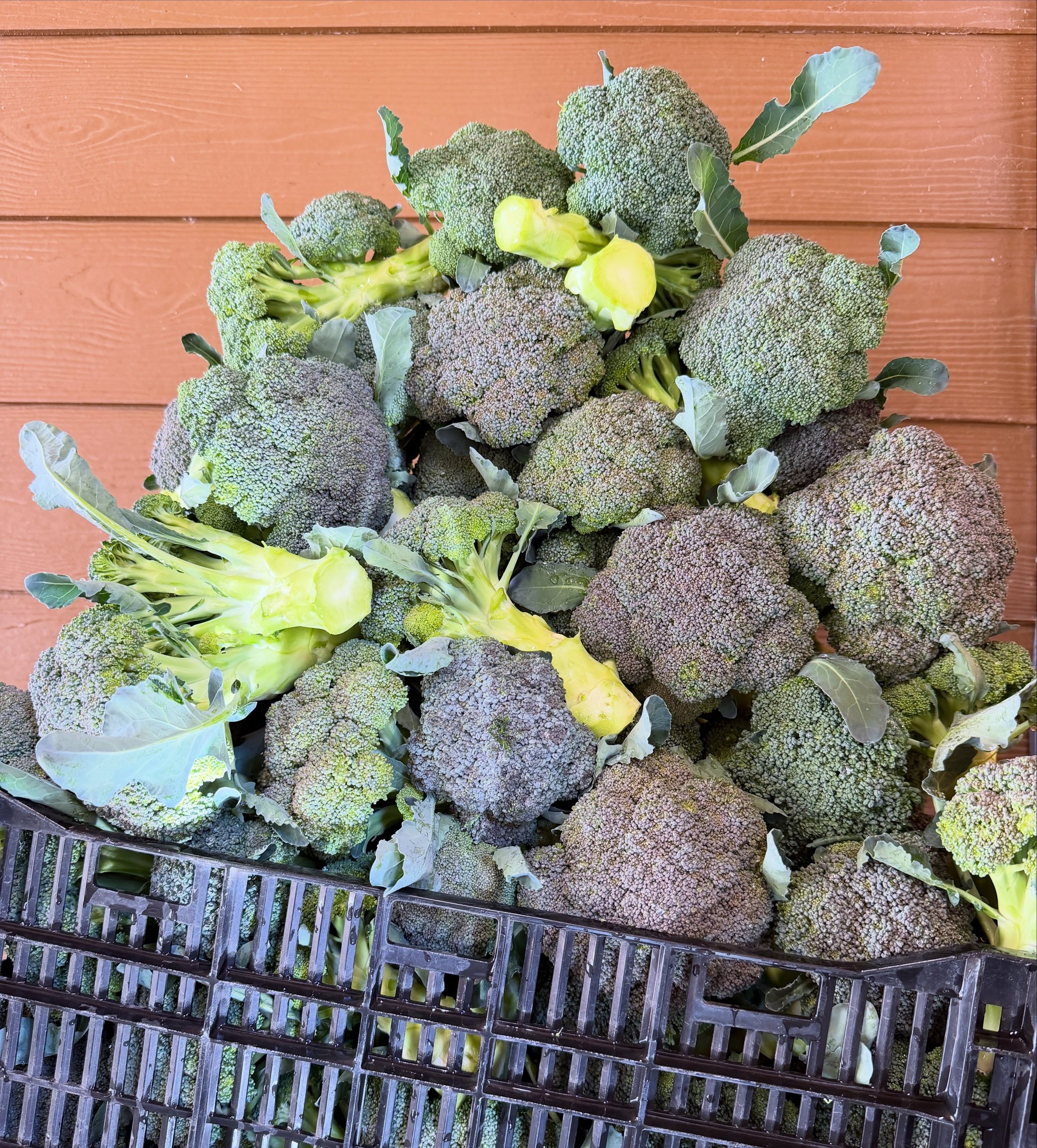 did anyone order a BROCCOLI tower?!!
it&rsquo;s safe to say, matt&rsquo;s broccoli patch is nothing short of thriving, so we&rsquo;re bringing a rather humongous load with us @umpquavalleyfarmersmarket tomorrow! we challenge y&rsquo;all to wipe us ou