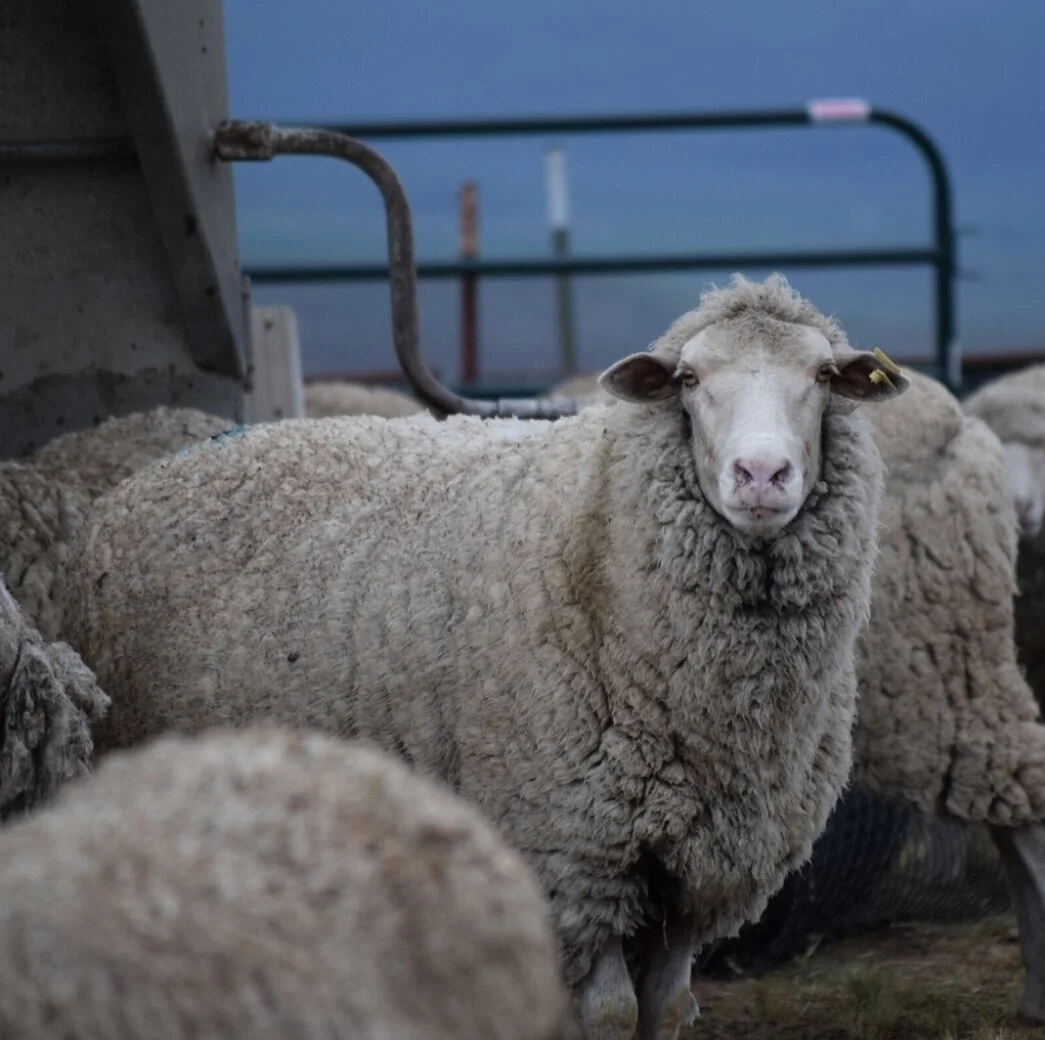 More sheep! This week&rsquo;s #meetthemill is @abundantearthfiber, a small-batch mill based in Washington that features a retail store, stitch lounge, wool tincture dye bar, and fiber lab.
Abundant Earth Fiber exclusively uses non-superwash wool and 