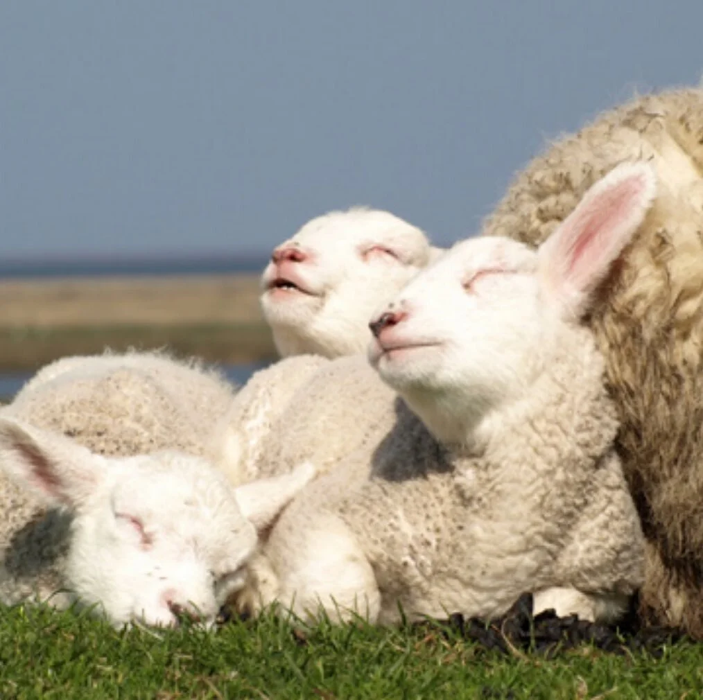 Happy sheep to relieve a little of the added stress we are likely all feeling! This week #featuredfiber is one of the oldest fibers used by mankind: WOOL

Wool has been used for more than 10,000 years by humans for warmth, comfort, and cover, and rem