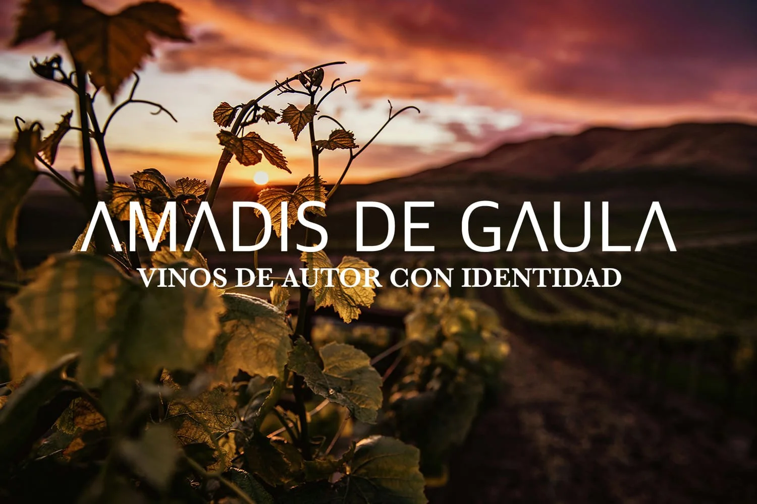 Bodega Amadís de Gaula, vinos de autor elaborados en Castilla-La Mancha recomendados por La Casa del Rector
