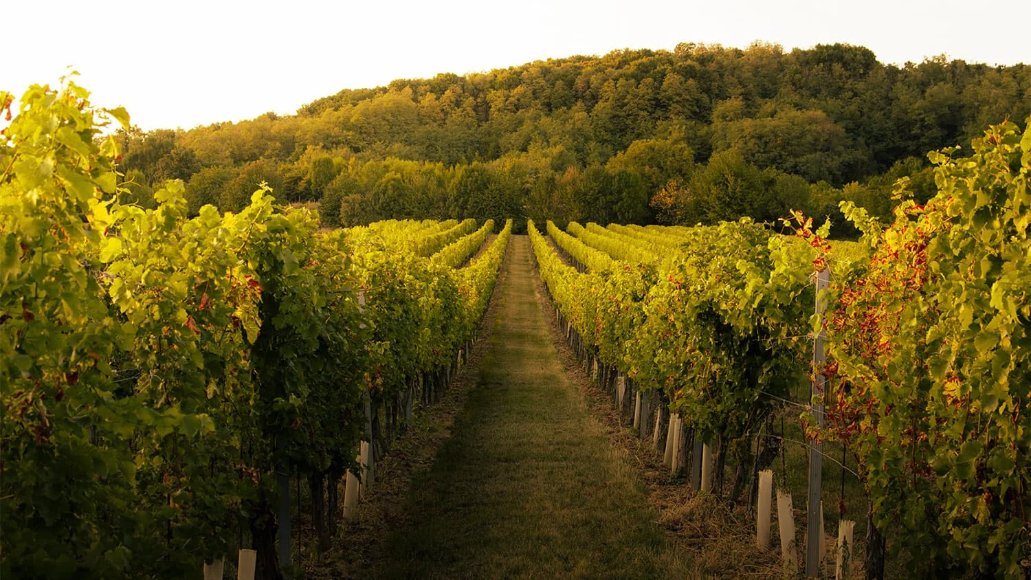 Viñedos de Bodega Amadís de Gaula al atardecer en Castilla-La Mancha, origen de sus vinos de autor