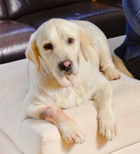 olivia-dog-powerstance-testimonial3.jpeg