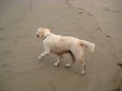 olivia-dog-powerstance-testimonial4.jpeg