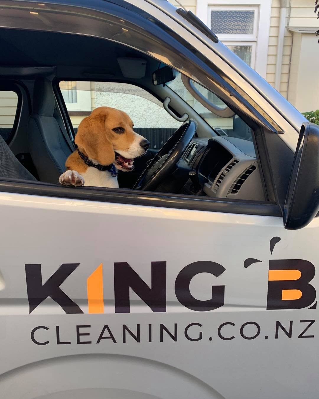 Our new Carpet Cleaning apprentice 🐶🐾

#kingbcleaning #hawkesbay #hawkesbaynz #hawkesbayallday #hawkesbayofficial #greatthingsgrowhere #napiernow #napiernz #hastingsnz #hastingsproud #hastingscitynz #madeinnz #newzealand #supportlocalnz #supportnzl