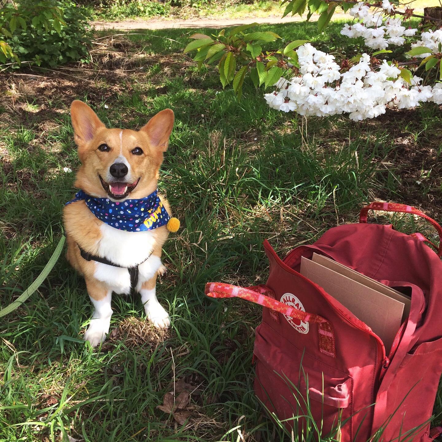 Hello from me and Hux! 💛🌈
We&rsquo;ve been busy packing orders and painting pet portraits this week, so here&rsquo;s an oldie from last spring of Huxley helping on a post day! Cutest helper I could ask for 🐶📮💌