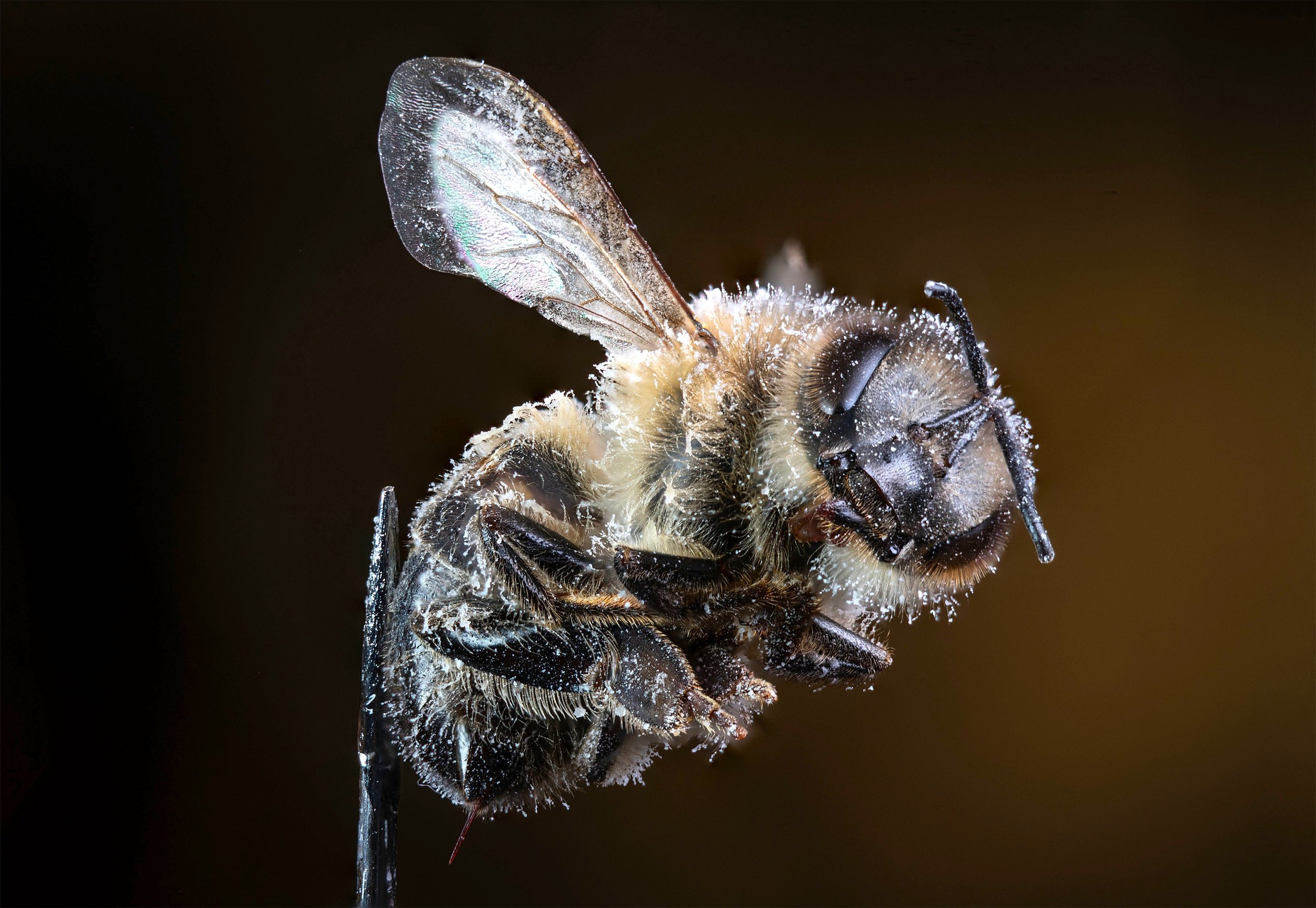 Honeybee After OAV Treatment