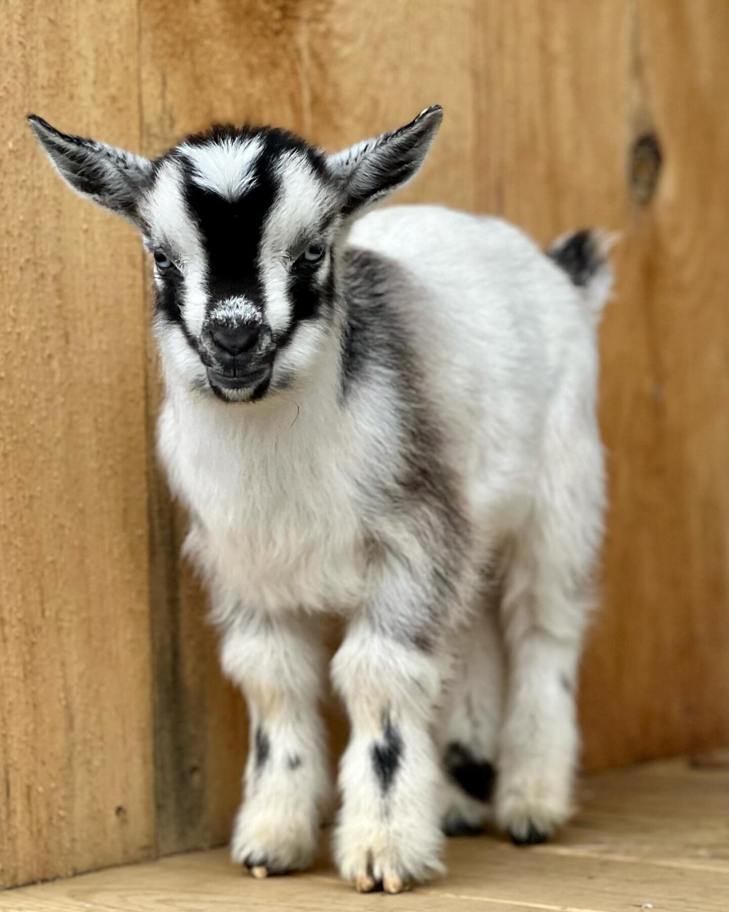 Happy Monday! I wanted to share a sneak peak at one of our new therapy goats! I&rsquo;m looking forward to introducing this little guy to clients in the spring! #goattherapy #goatsofinstagram #mentalhealth #experientaltherapy #adventuretheraoy