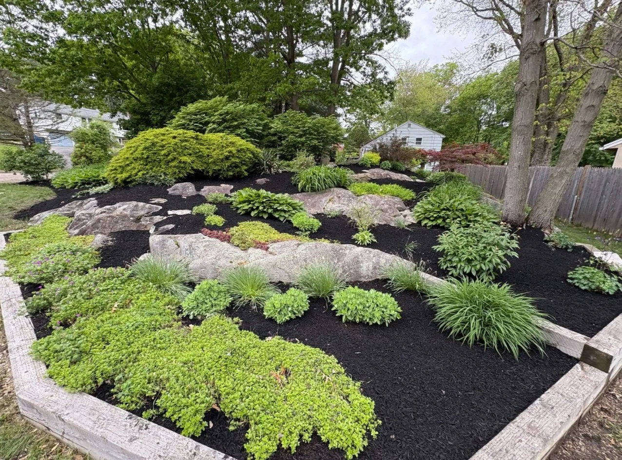 A landscaped garden bed with various green plants and shrubs, large rocks, and black mulch, surrounded by a white wooden border in a backyard with trees, a wooden fence, and houses in the background.