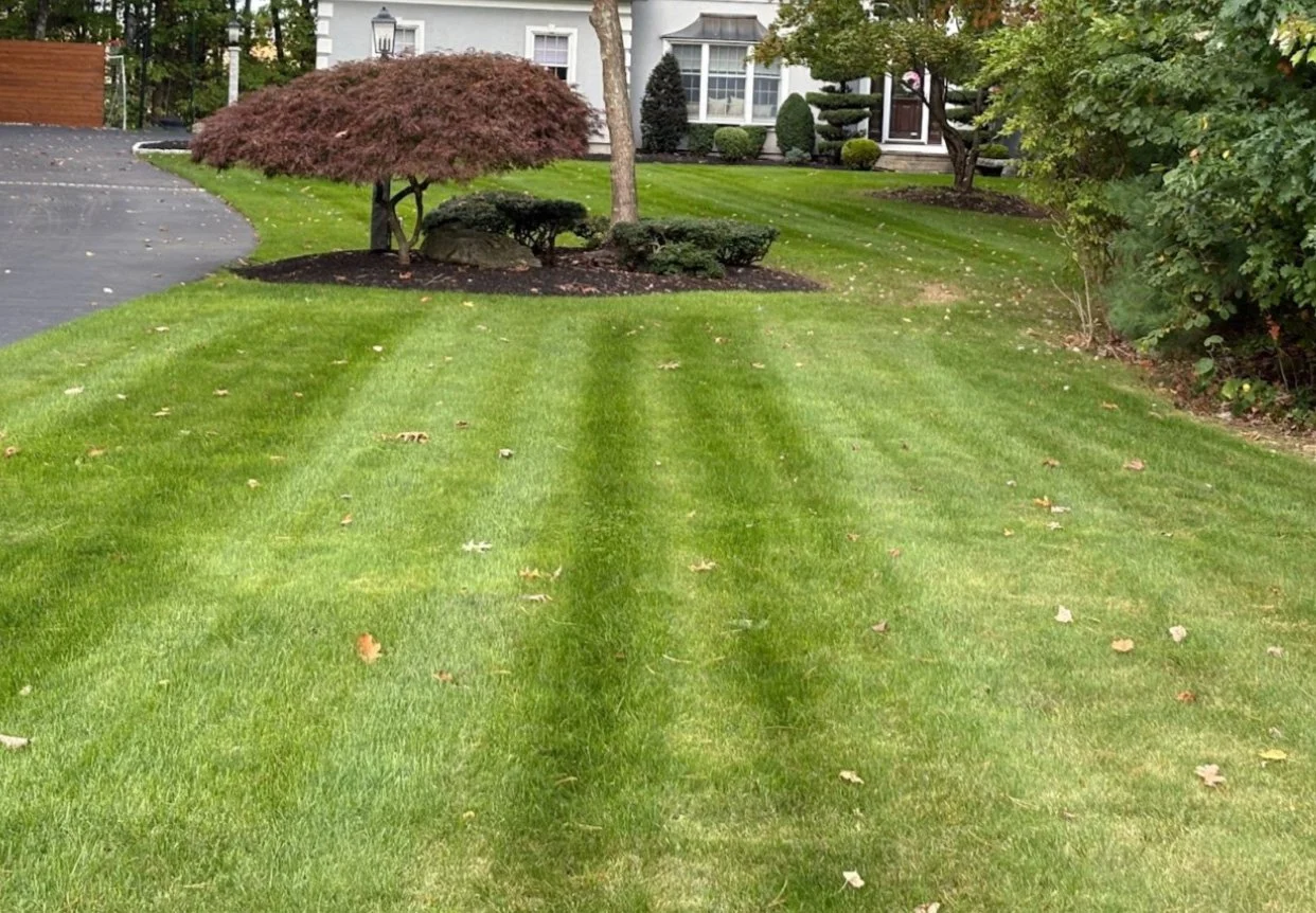 A neatly mowed front yard with green grass, a small landscaped area with a red-leafed tree, bushes, and mulch, and a white house with large windows and a porch in the background.