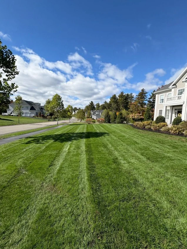 Well-maintained grassy lawn in a suburban neighborhood with houses, trees, and a bright blue sky with scattered clouds.