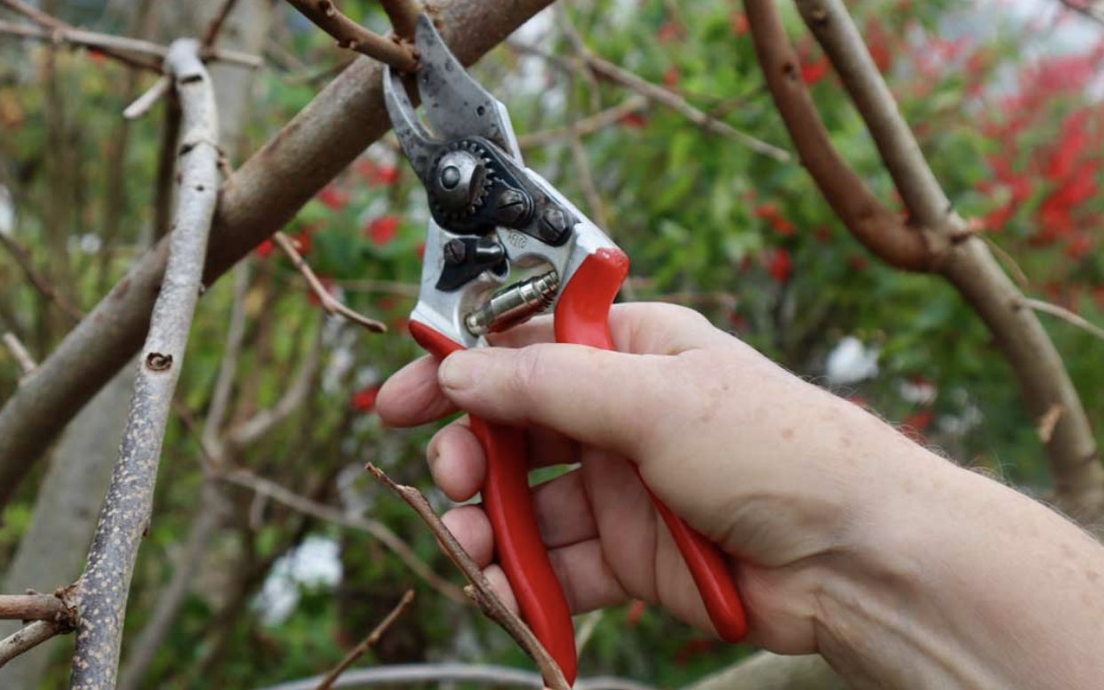 Close-up of a person's hand using pruning shears to cut a branch from a tree with red and green leaves.