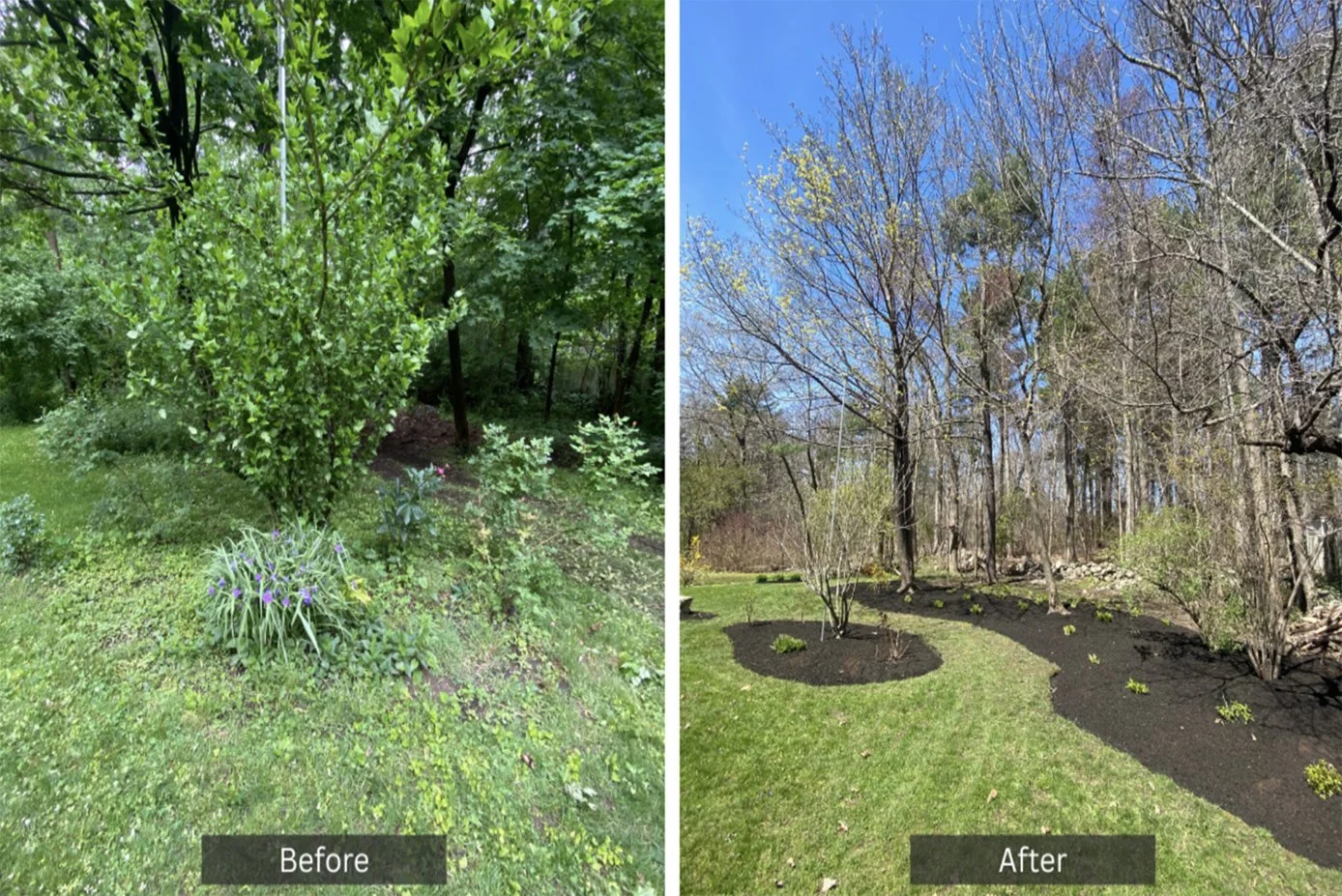 Side-by-side comparison of a garden before and after landscaping. The 'Before' side shows overgrown greenery, shrubs, and grass. The 'After' side shows a well-maintained lawn with new mulch, freshly planted small shrubs, and trimmed trees, under a clear blue sky.