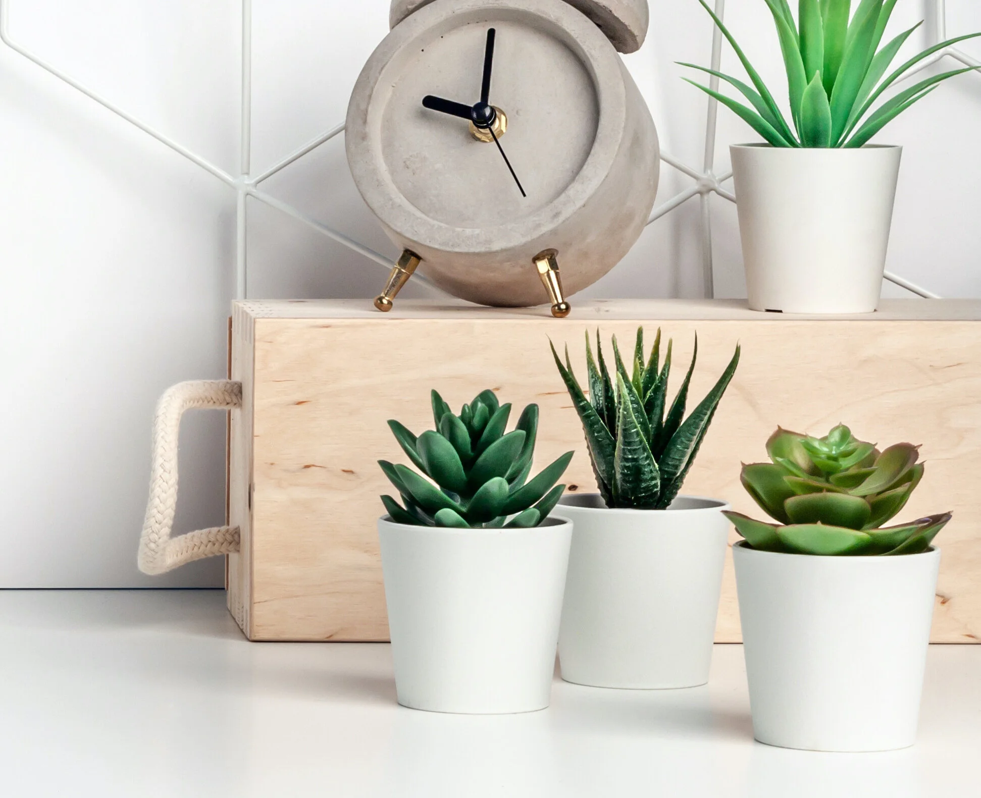 plant image_website.jpeg