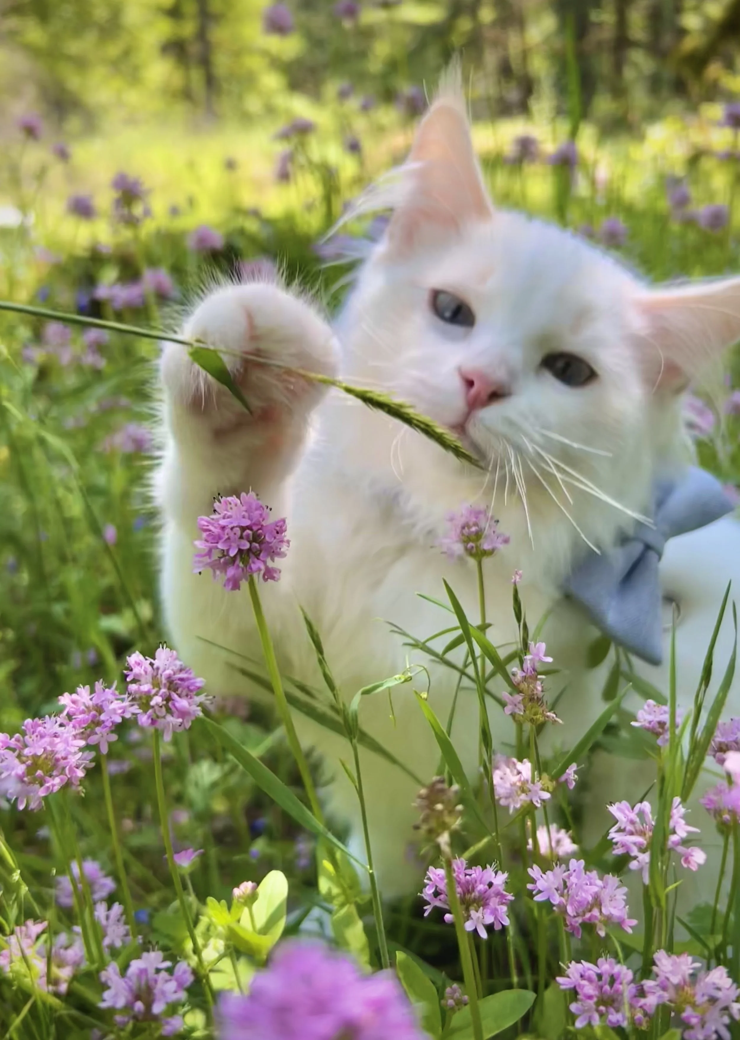 We Love Our Ragdoll kitten