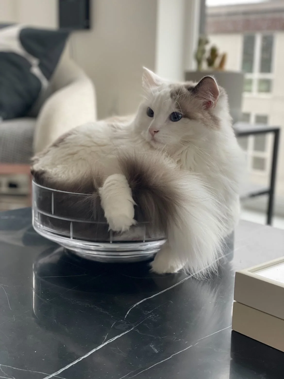 A white and cream-colored Ragdoll cat with blue eyes resting inside a glass bowl on a black marble table.