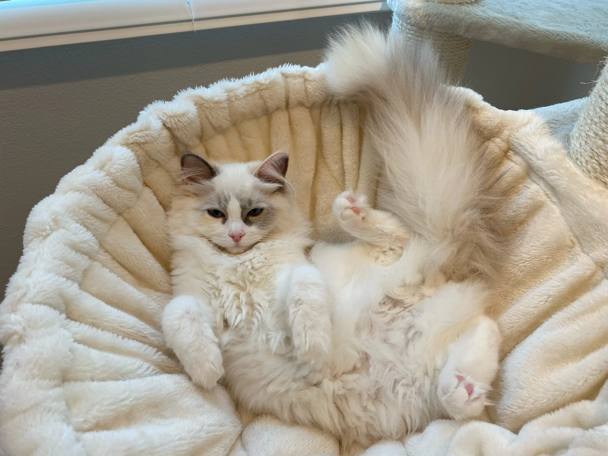 A fluffy, cream-colored Ragdoll cat with blue eyes lying on a cream, plush pet bed near a window.