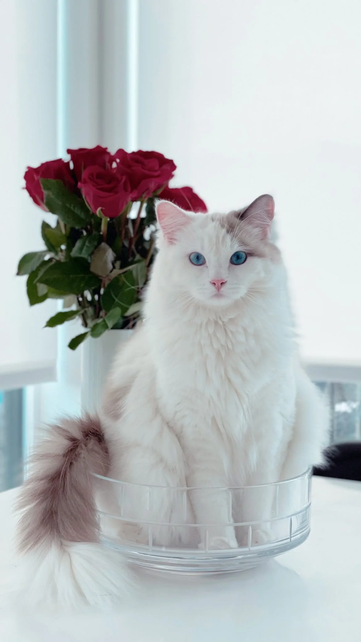 Ragdoll cat with blue eyes sitting inside a glass bowl, with a bouquet of red roses in the background.