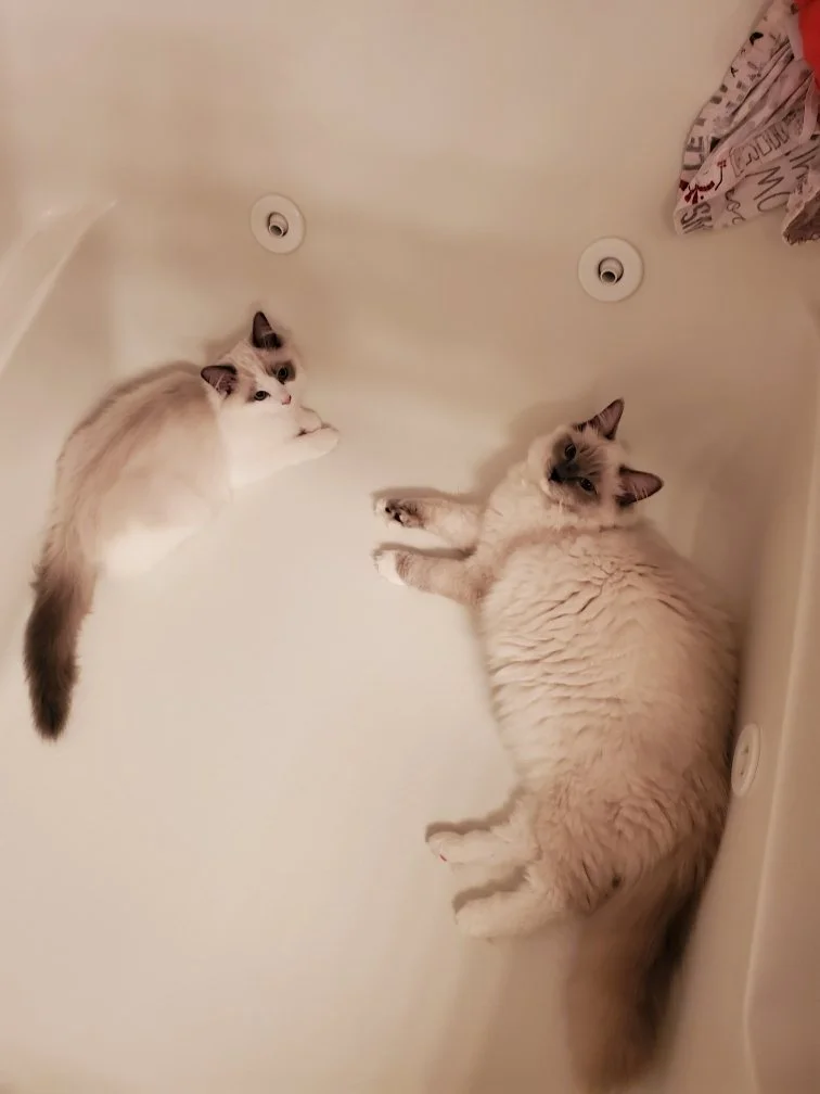 Two fluffy cats lying on their sides in a bathtub, looking at the camera. One cat has light-colored fur with darker markings on its face, ears, and paws, and the other has white fur with gray markings, both relaxing in the tub.
