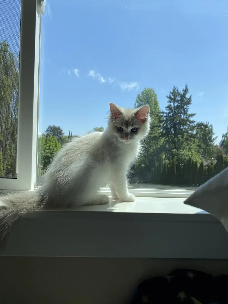 White and gray kitten sitting on a windowsill with a clear blue sky and green trees outside.
