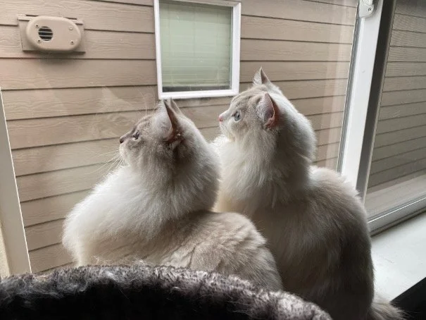 Two fluffy, light-colored Ragdoll cats sitting by a glass door, looking out at the outside.