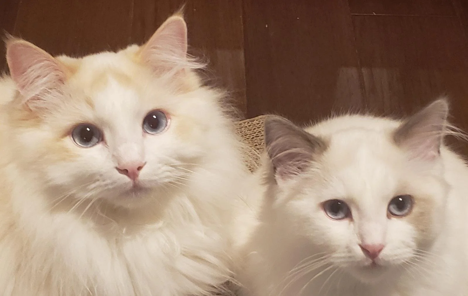 Two long-haired Ragdoll cats with light fur, blue eyes, and pink noses sitting on a wooden floor.