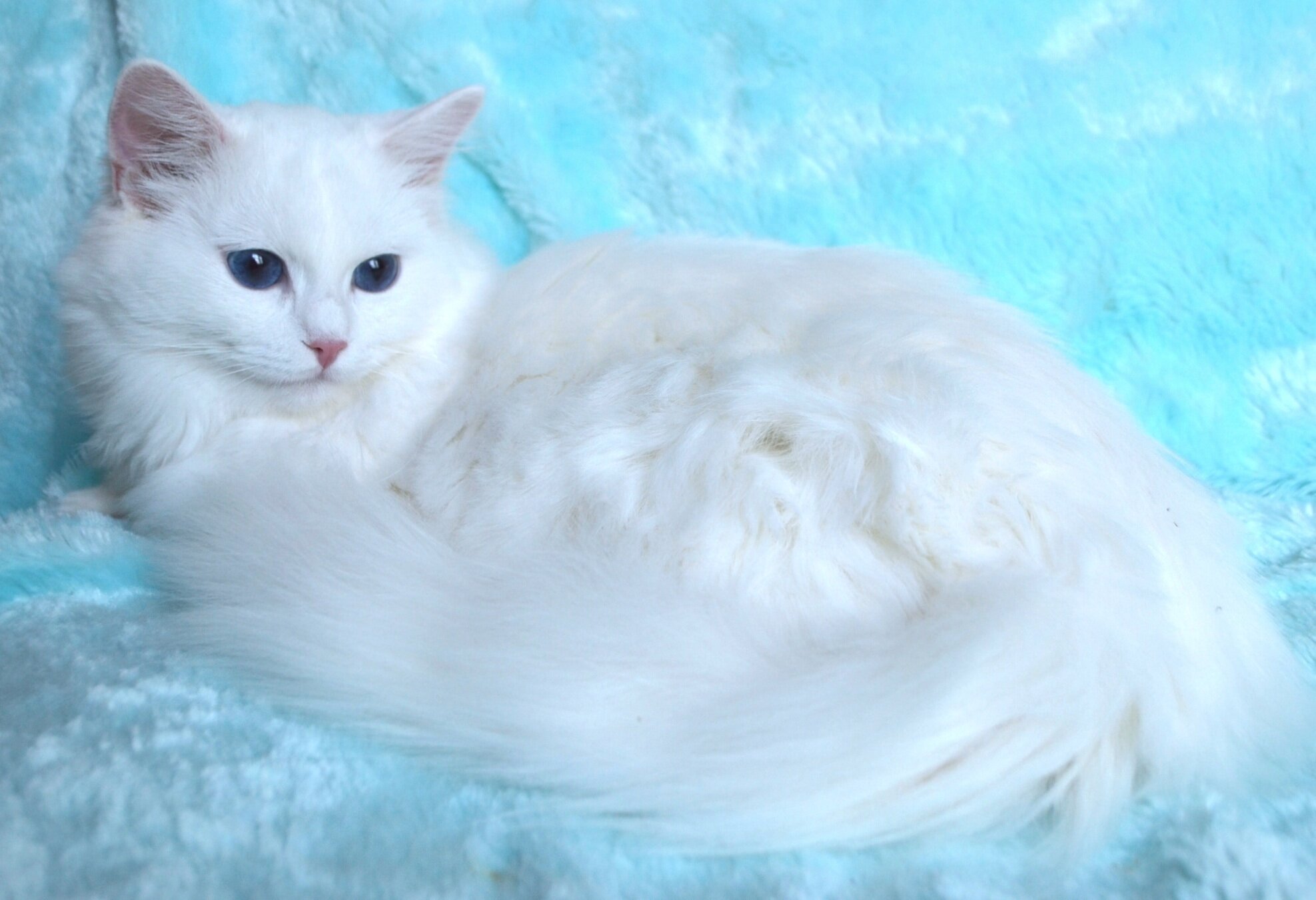 Kings and Queens u2014 Ragdoll Kittens - We Love Our Ragdolls