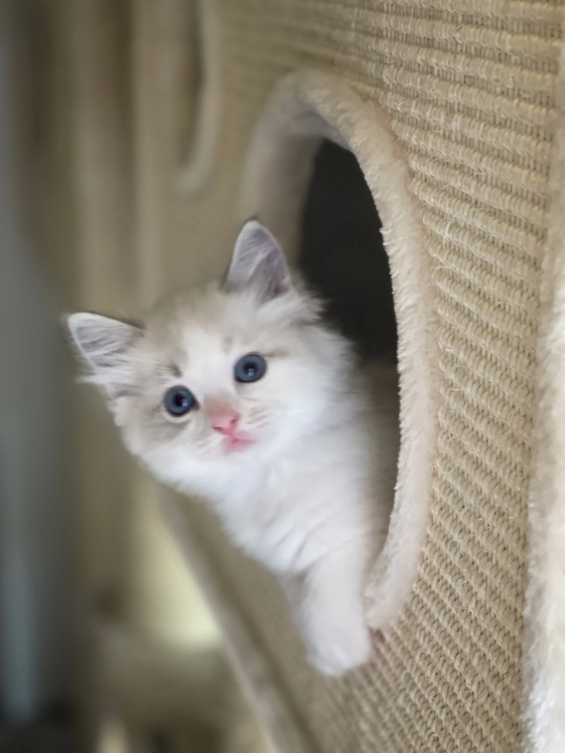 A fluffy white kitten with blue eyes peeking out of a beige cat tunnel