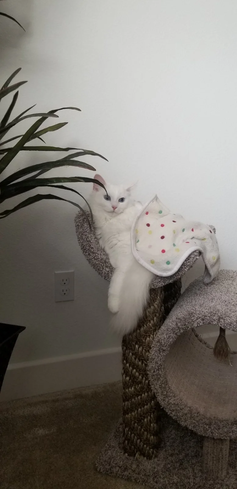 A Ragdoll kitten lying on a gray textured cat tree with a colorful polka dot blanket, next to a leafy houseplant and a white wall.