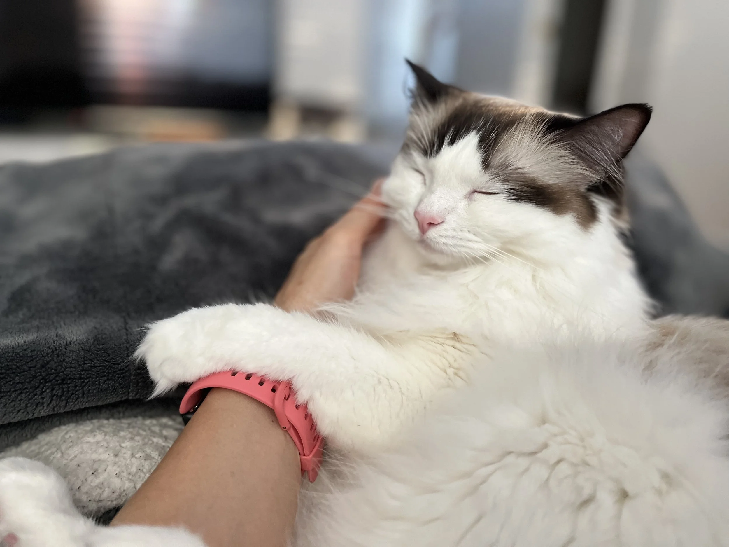 A white and brown cat resting with eyes closed, being petted by a person wearing a pink watch on their wrist.
