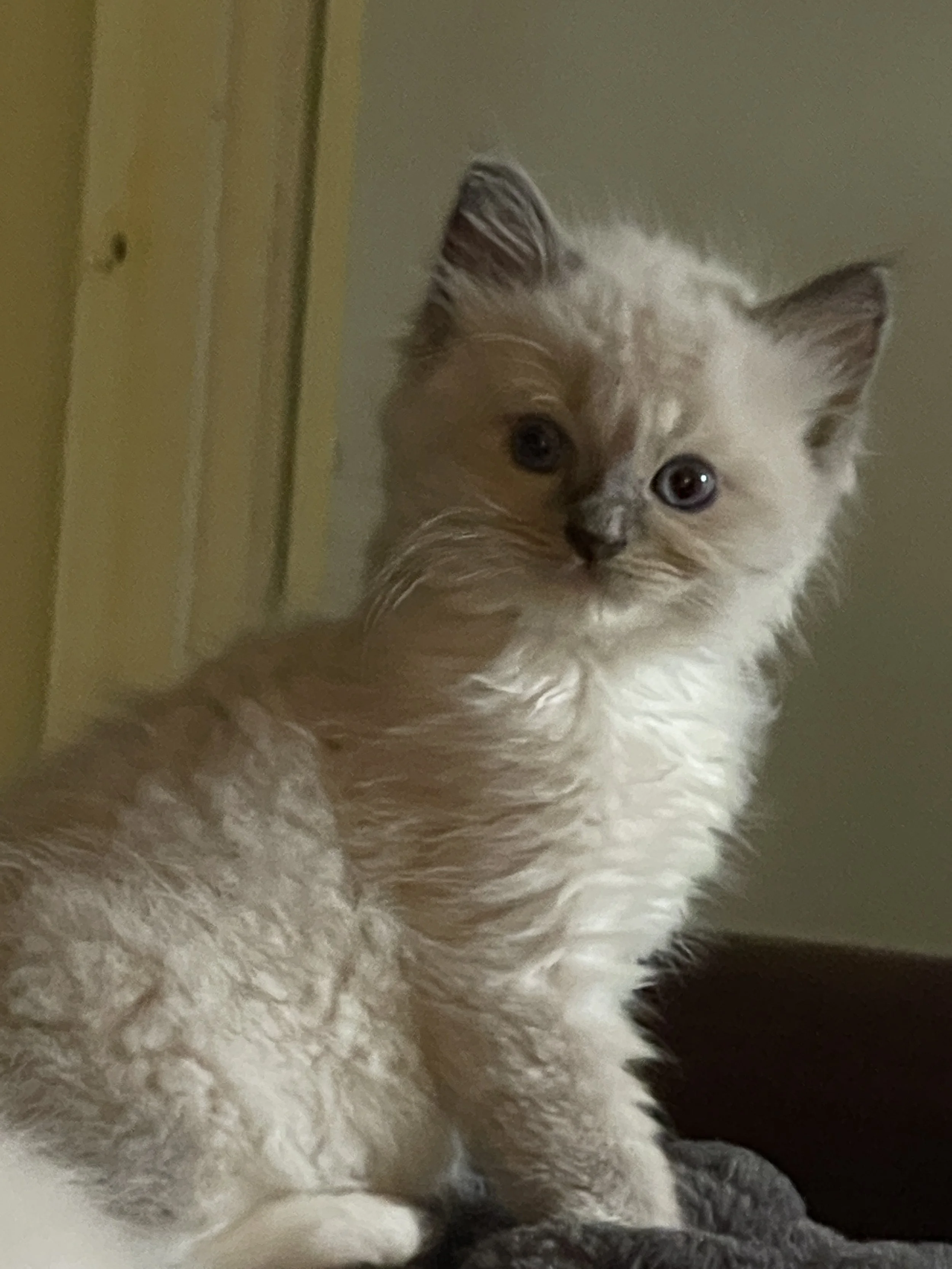 A blue mitted Ragdoll kitten from We Love Our Ragdolls