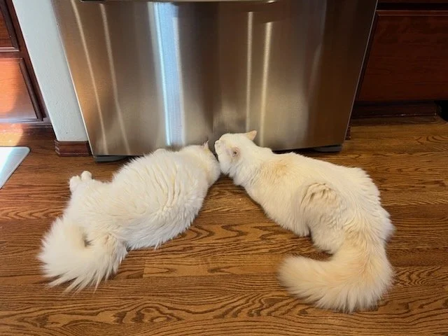 Two cream-colored cats lying on a wooden floor with their heads touching in front of a stainless steel appliance.