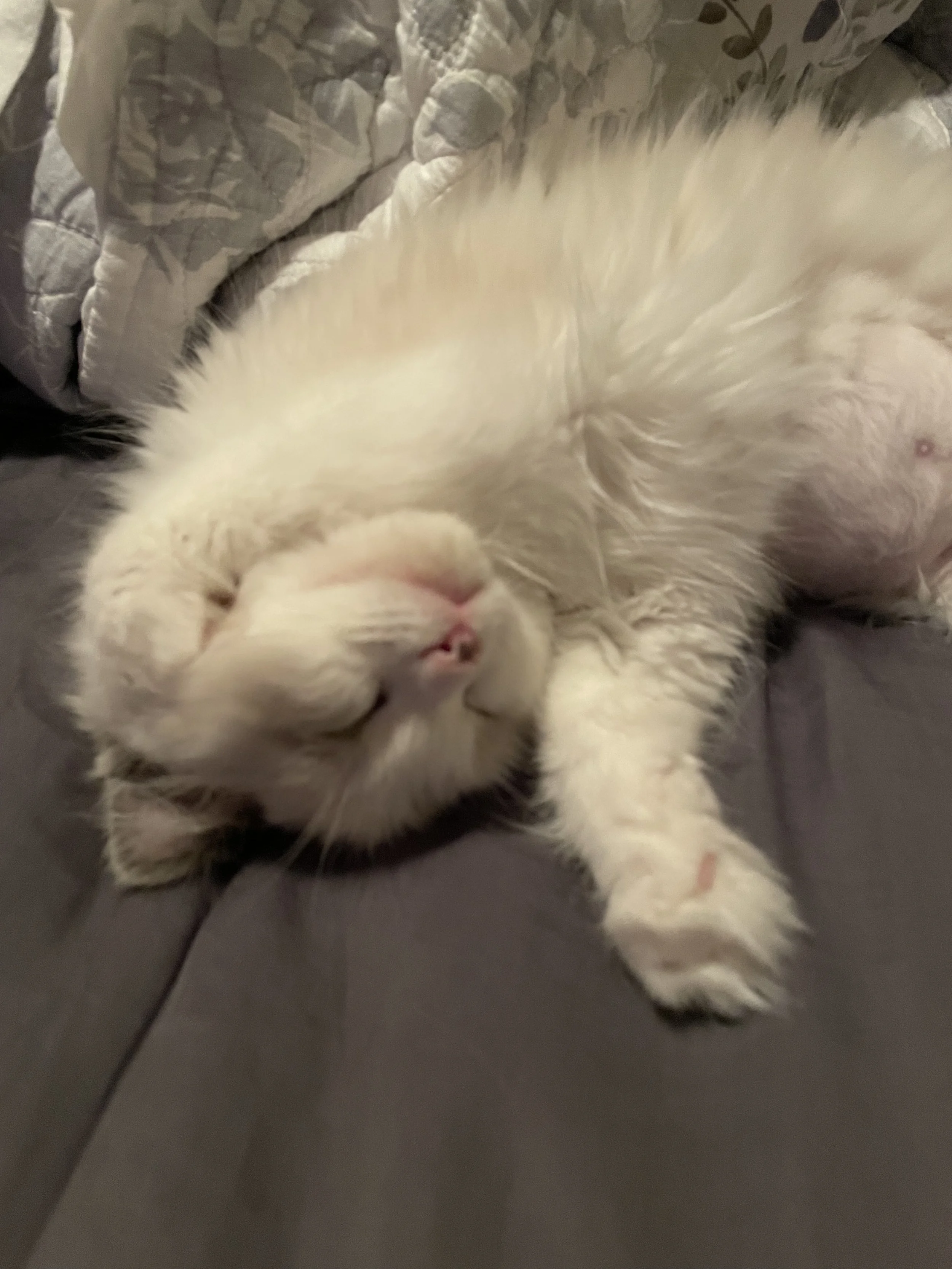 A Ragdoll cat lying on its back, sleeping on a bed with a pillow and blanket in the background.
