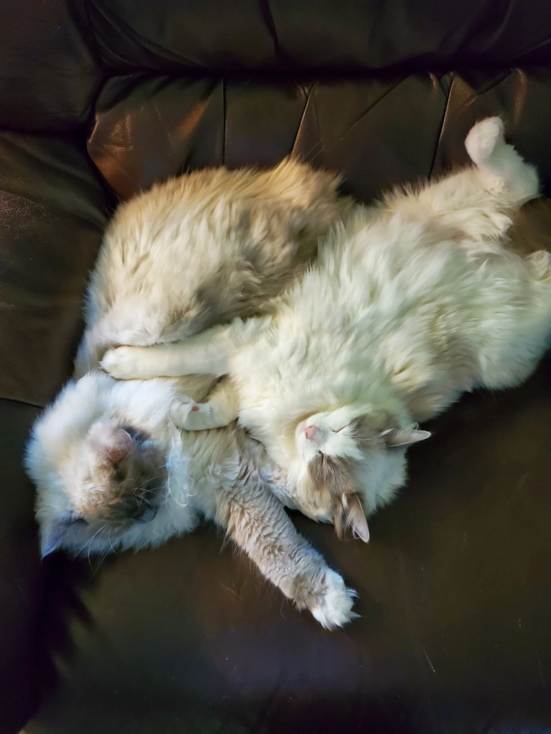 Three light-colored fluffy cats sleeping together on a black leather couch