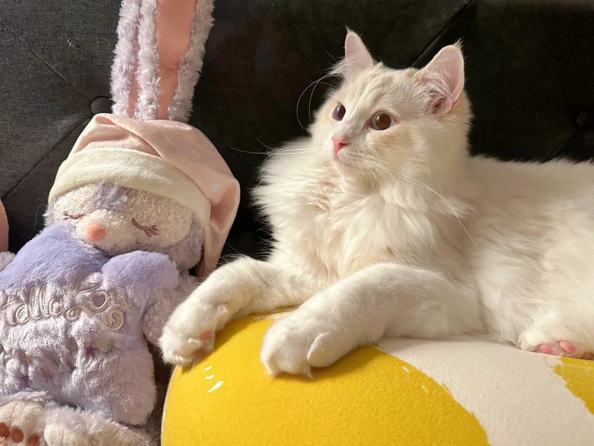 A white fluffy cat lying on a yellow and white surface next to a plush llama toy dressed as Santa Claus, both on a dark couch.